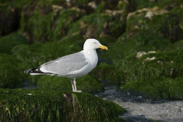 Herring Gull (Larus argentatus) standing on a rock on the coast, Normandy, France