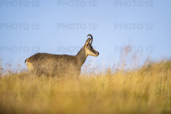 Chamois (Rupicapra rupicapra) on a meadow in the Vosges Mountains, wildlife, France