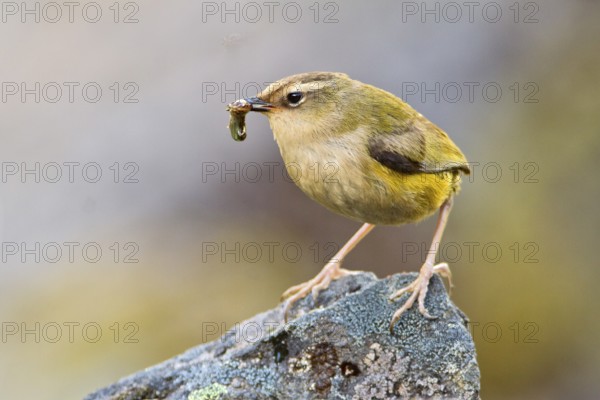 New Zealand Rockwren (Xenicus gilviventris) with prey, South Island, New Zealand