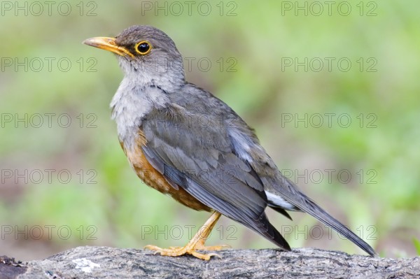 Island Thrush (Turdus poliocephalus erythropleurus), Christmas Island, Australia