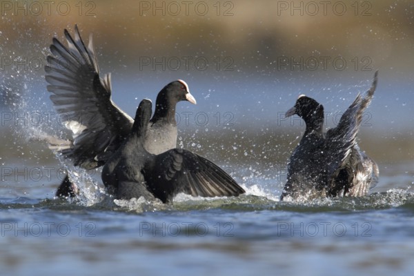 Eurasian Coot (Fulica atra), North Rhine-Westphalia, Germany