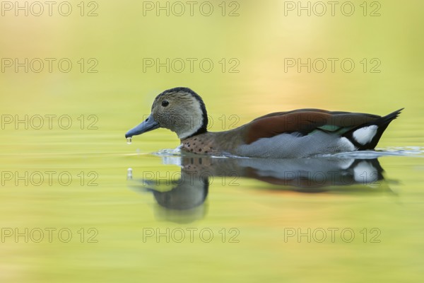Ringed Teal (Callonetta leucophrys), St. Gallen, Switzerland