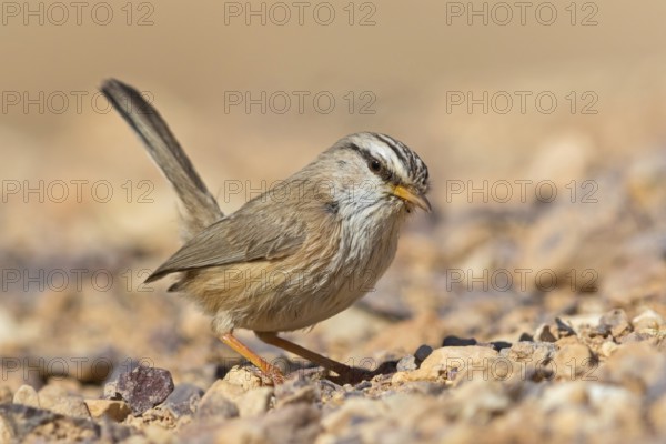 Wüstenprinie, Scotocerca inquieta, African Scrub-Warbler, Scrub Warbler Streaked Scrub Warbler, Streaked Scrub-warbler