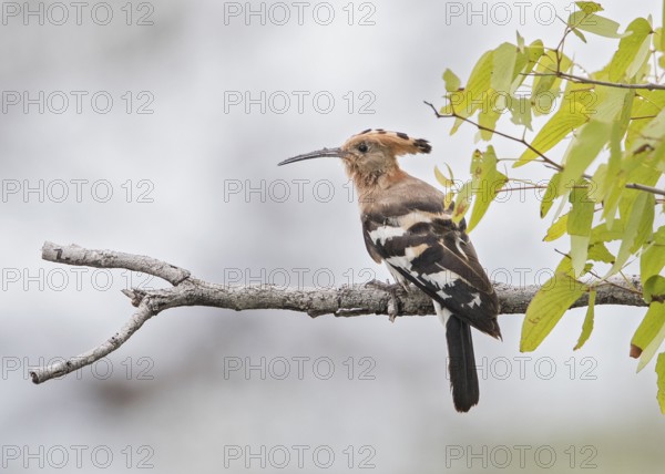 African Hoopoe (Upupa africana) perched on a branch, Nambibia