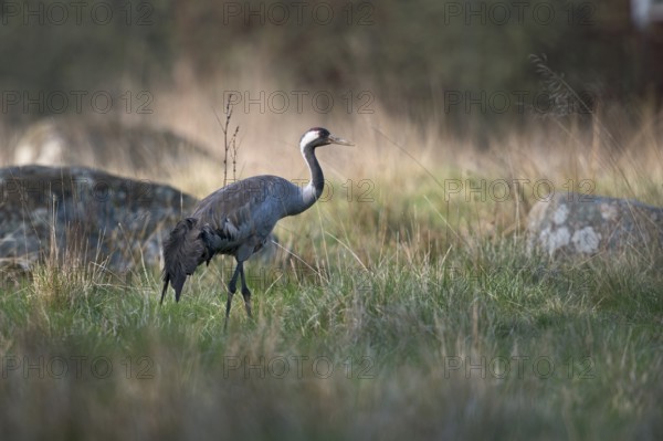Heimlich... Grauer Kranich *Grus grus*