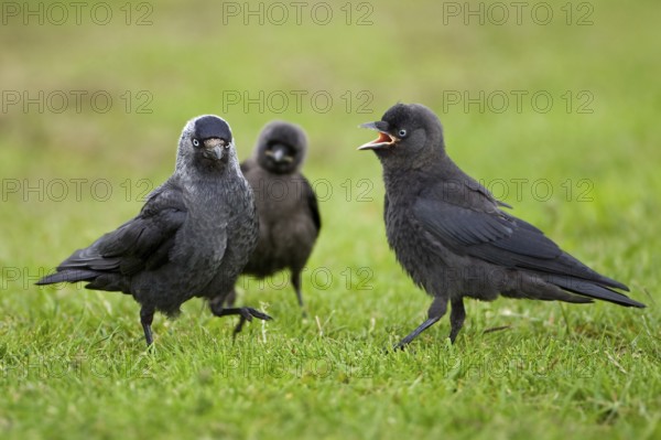 Western Jackdaw (Coloeus monedula) juvenile, Saxony-Anhalt, Germany