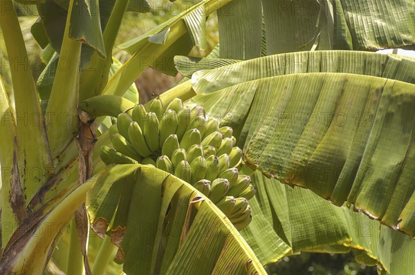 Banana tree green bananas in banana plant (Musa), Philippines