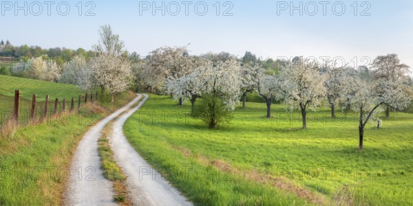 Field path winds through landscape with orchard meadow in spring, blossoming cherry trees and green meadow in the first morning light, Freyburg (Unstrut), Burgenlandkreis, Saxony-Anhalt, Germany