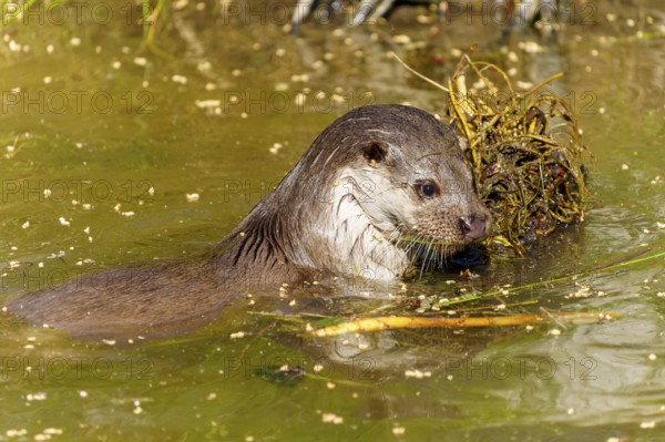 An otter carries a plant in the water and appears to be focussed, European otter (Lutra lutra) Germany