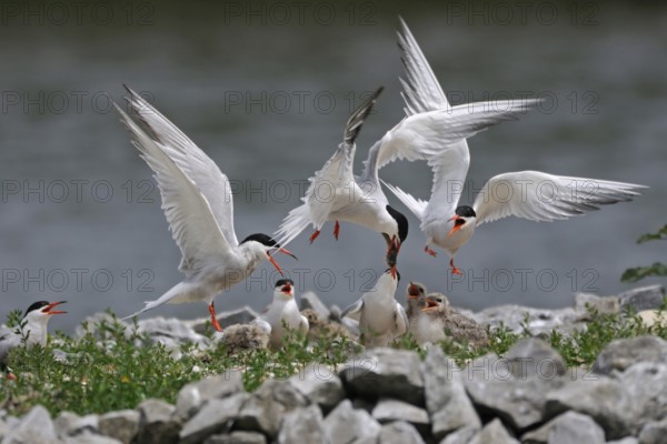 Scuffle... Common terns (Sterna hirundo) with offspring on an artificial breeding island, artificial nesting aid, fighting fiercely over a fish caught by one of the terns, native wildlife, wildlife, Netherlands