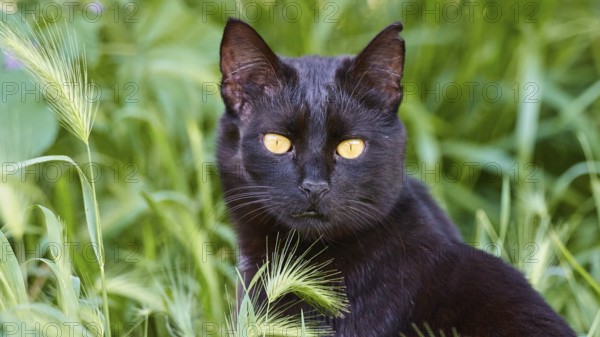 A black cat with intense yellow eyes in the green grass looks attentively, Kalithea, cat station, Rhodes, Dodecanese, Greek Islands, Greece