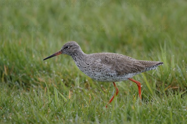 Common Redshank (Tringa totanus), Netherlands