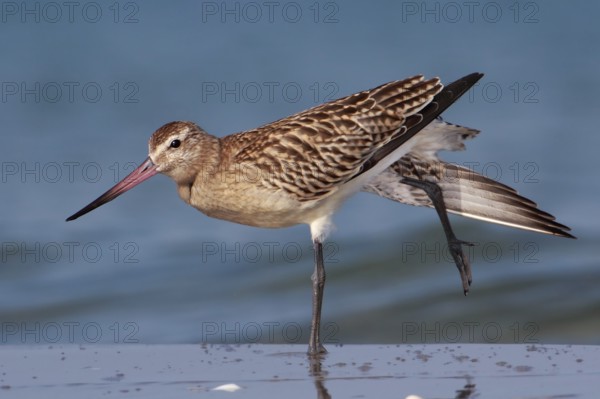 Bar-tailed Godwit (Limosa lapponica), Mecklenburg-Western Pomerania, Germany