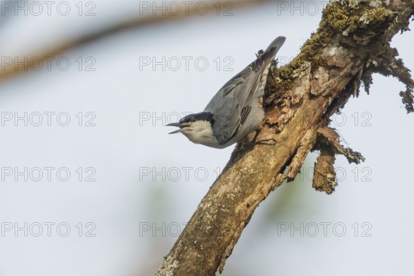 Giant Nuthatch (Sitta magna), Doi Ang Khang, Thailand