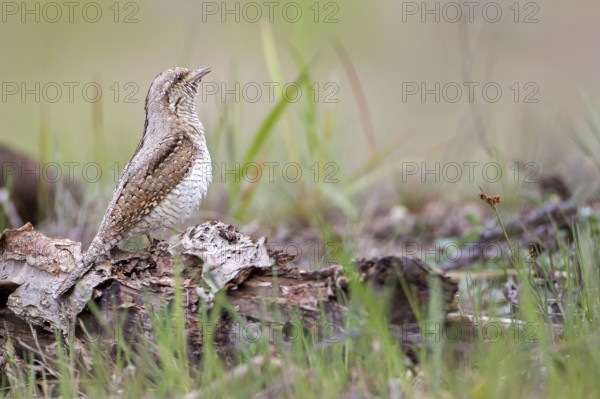 Eurasian Wryneck (Jynx torquilla), Saxony-Anhalt, Germany