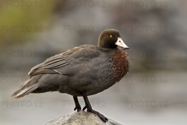 Blue Duck (Hymenolaimus malacorhynchos), Waikato, North Island, New Zealand