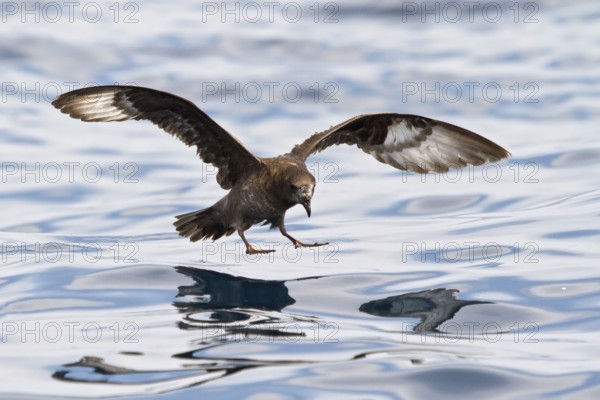 Providence Petrel (Pterodroma solandri) flying, New South Wales, Australia