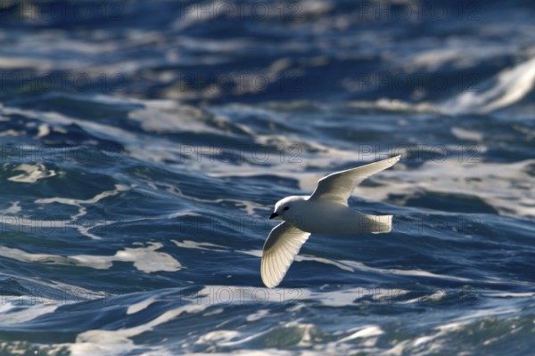 Snow Petrel (Pagodroma nivea) flying, Ross Sea, Antarctica