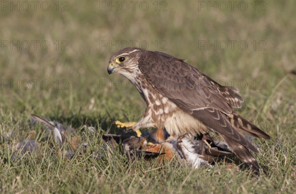 Merlin (Falco columbarius) female plucks American Robin, Washington, USA