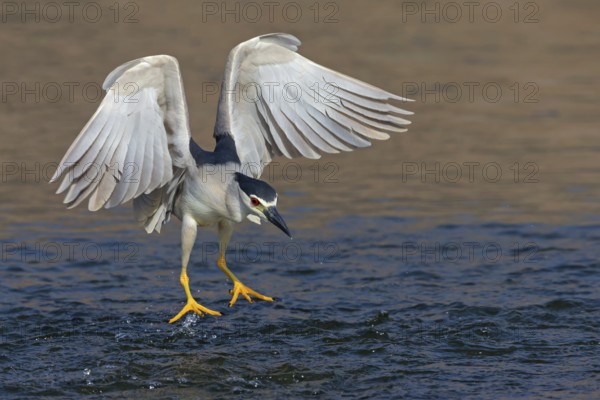 Nachtreiher, Black-crowned Night Heron, Night Heron, Black-crowned Night-Heron, Nycticorax nycticorax, Bihoreau gris, Héron bihoreau, Martinete Común