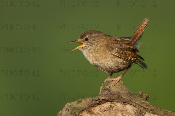 Northern Wren - Zaunkönig - Troglodytes troglodytes ssp. troglodytes, Germany, 1st cy