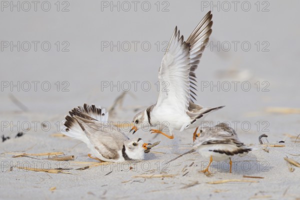 Piping Plover (Charadrius melodus) wrangling, Massachusetts, USA