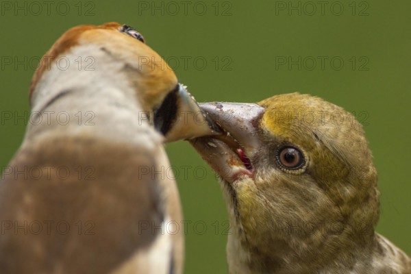 Hawfinch (Coccothraustes coccothraustes) male feeds juvenile, Utrecht, Netherlands