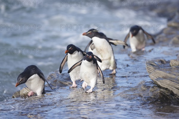 Southern Rockhopper Penguin (Eudyptes chrysocome) group walking, Saunders Island, Falkland Islands