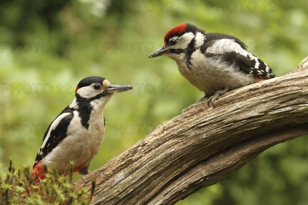 Great Spotted Woodpecker (Dendrocopos major) juvenile, Lower Saxony, Germany