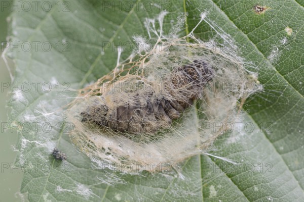 Rose owl (Thyatira batis), caterpillar pupating, North Rhine-Westphalia, Germany