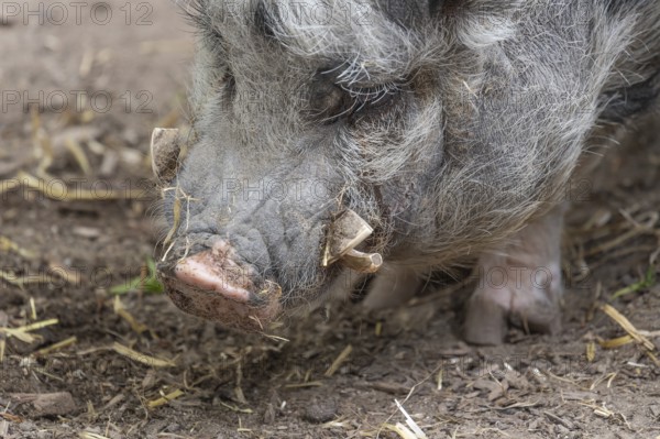 Pot-bellied pig (Sus scrofa domesticus), close up, wildlife park, Bavaria, Germany
