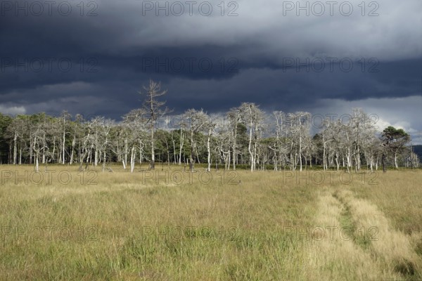Threatening storm clouds over the raised bog... High Fens (Eifel), world-famous nature reserve in the High Eifel on the border between Belgium and Germany, one of the largest intact raised bogs, habitat of numerous endangered species, native wildlife, nature
