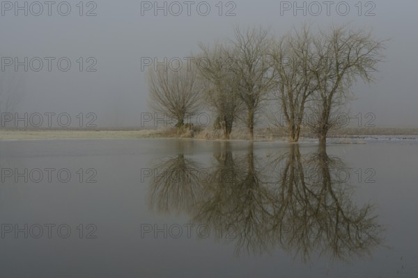 Frost and flood... Lower Rhine, Bislicher Insel, flooded meadows and fields, North Rhine-Westphalia, Germany, Europe, Flooded farmland with solitary trees on a typical icecold misty winter morning at Lower Rhine Region, North Rhine Westphalia, Germany