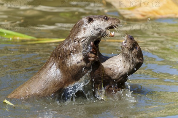 Two otters in dynamic play, lively and interactive, with splashing water, European otter (Lutra lutra) Germany