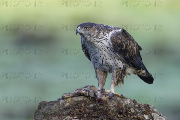 Bonelli's eagle, male (Aquila fasciata), on a rock with preyAndalusia Spain