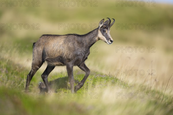 Chamois (Rupicapra rupicapra) on a meadow in the Vosges Mountains, wildlife, France