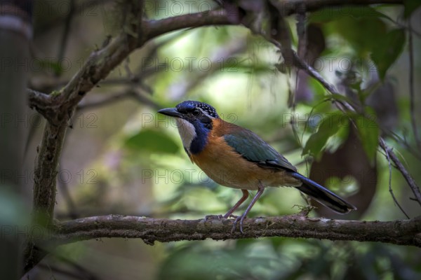 Pitta Like Ground Roller in the rainforests of Mantadia National Park in the central east of Madagascar
