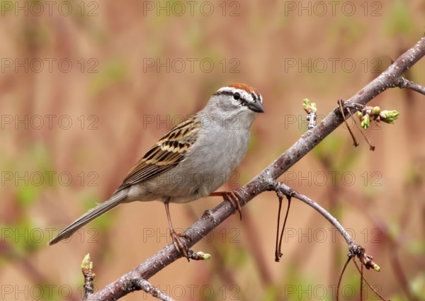 Chipping Sparrow (Spizella passerina), Saskatchewan, Canada
