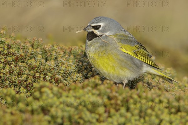 Black-throated Finch (Melanodera melanodera) perched on the ground in the Falkland Islands
