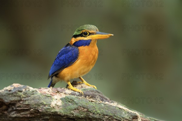 Rufous-collared Kingfisher (Actenoides concretus) male perched on a branch, Pahang, Malaysia