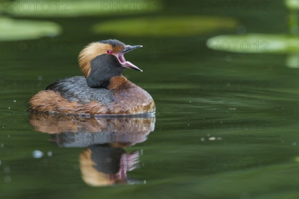 Ohrentaucher (Podiceps auritus) Slavonian Grebe