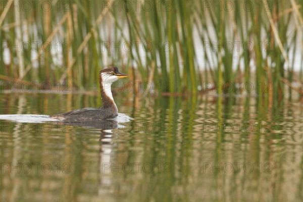 Titicaca Flightless Grebe (Rollandia microptera) in lake Titicaca in Bolivia, South America