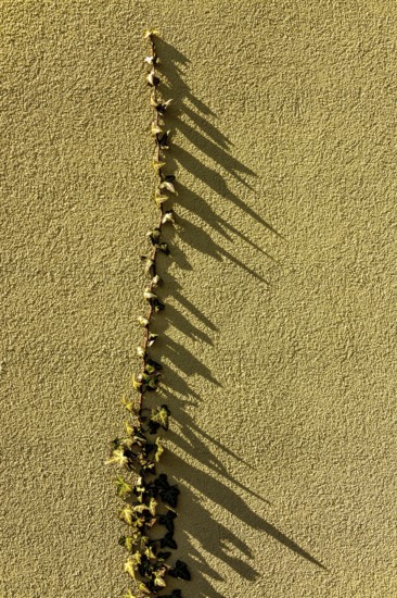 Intricate leaves stretch upwards on a textured yellow wall, creating captivating shadows in the warm light of golden hour, showcasing nature's artistry and patterns