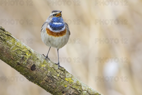 Bluethroat (Luscinia svecica cyanecula) ml Germany