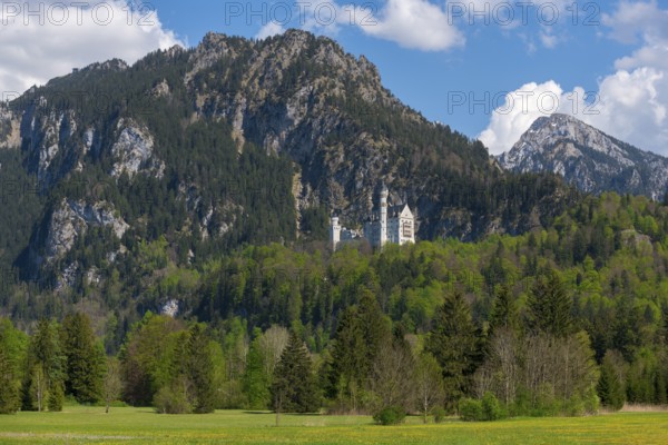 A Neuschwanstein Castle surrounded by dense, green forest vegetation in the middle of a mountainous landscape, Schwangau near Füssen, Ostallgäu district, Swabia, Bavaria, Germany