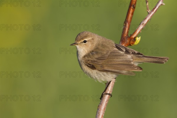 Siberian Chiffchaff - Taigazilpzalp - Phylloscopus tristis, Kazakhstan