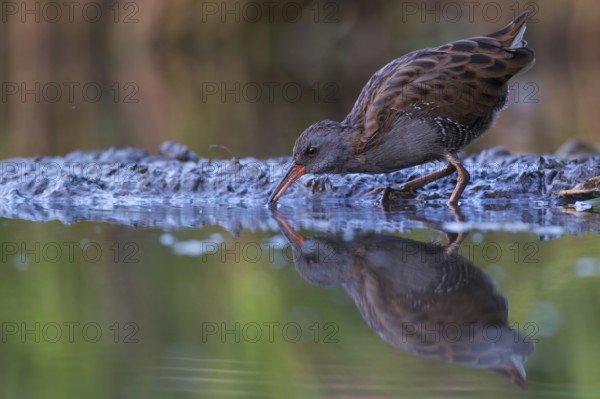 Water Rail (Rallus aquaticus) foraging, Saxony, Germany