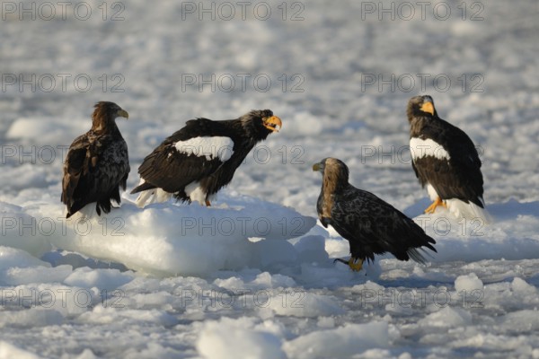Steller's Sea Eagle (Haliaeetus pelagicus), Hokkaido, Japan