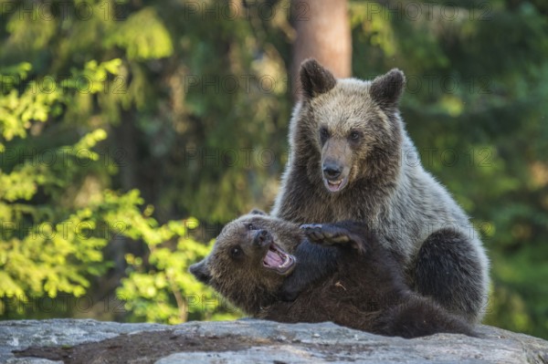 Eurasian Brown Bear (Ursus arctos) two fighting in forest, Finland