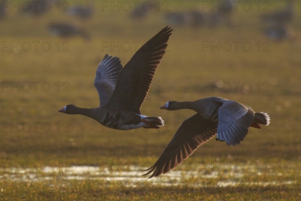 Greater White-fronted Goose (Anser albifrons) flying, North Rhine-Westphalia, Germany